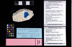 Foto (Objekt + Etikett) von Bopyridae indet.  (NHMW-GEO-2007z0149-0340b)